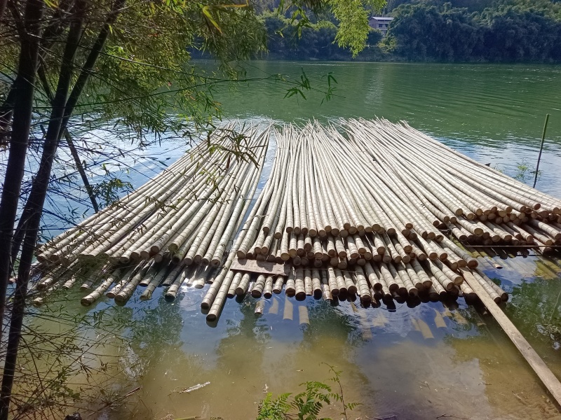 海竹