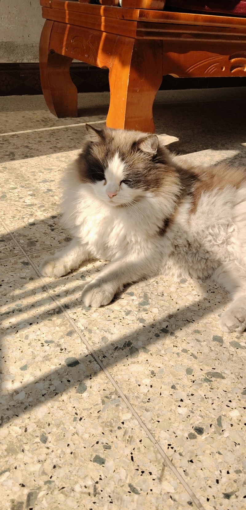 布偶猫