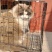 布偶猫