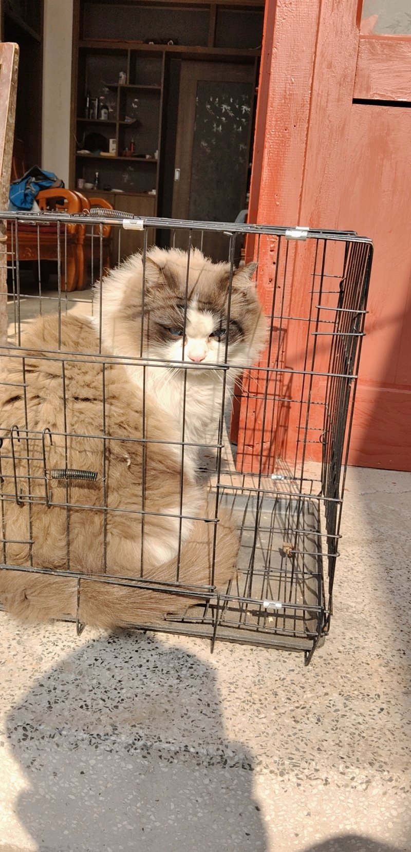 布偶猫