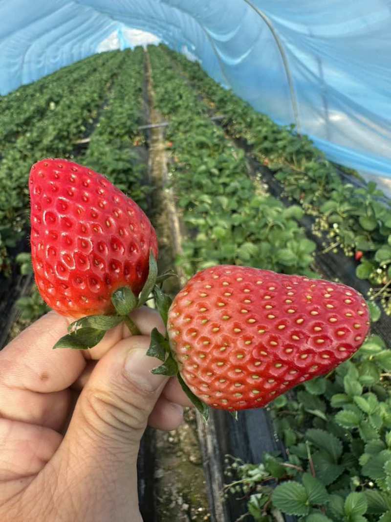 红颜奶油草莓顺丰包邮一件代发