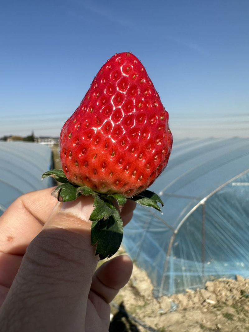 红颜奶油草莓顺丰包邮一件代发