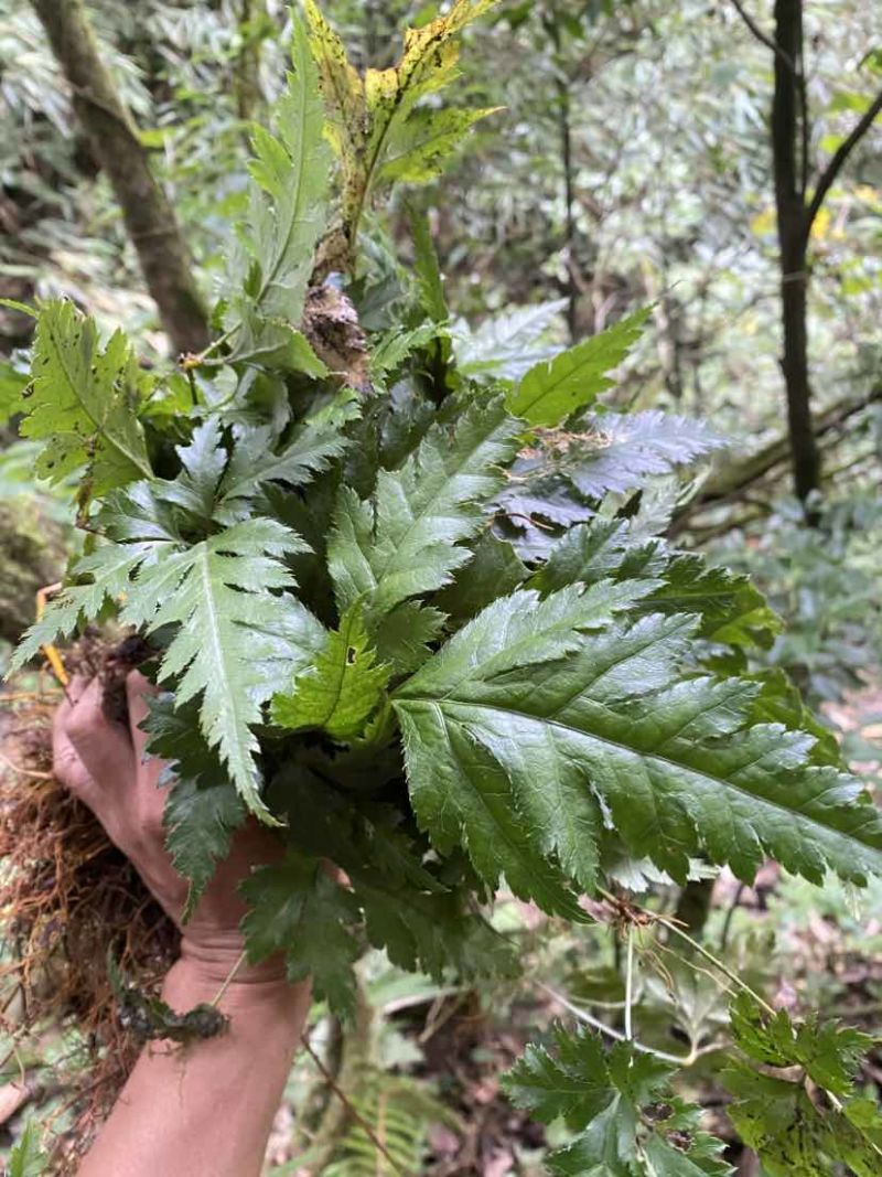 草黄连苗，纯野生生长，需要的可联系拿货