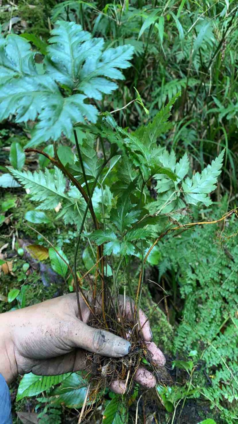 草黄连苗，纯野生生长，需要的可联系拿货