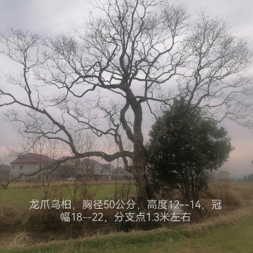 10--80公分异型，龙爪，丛生乌桕等