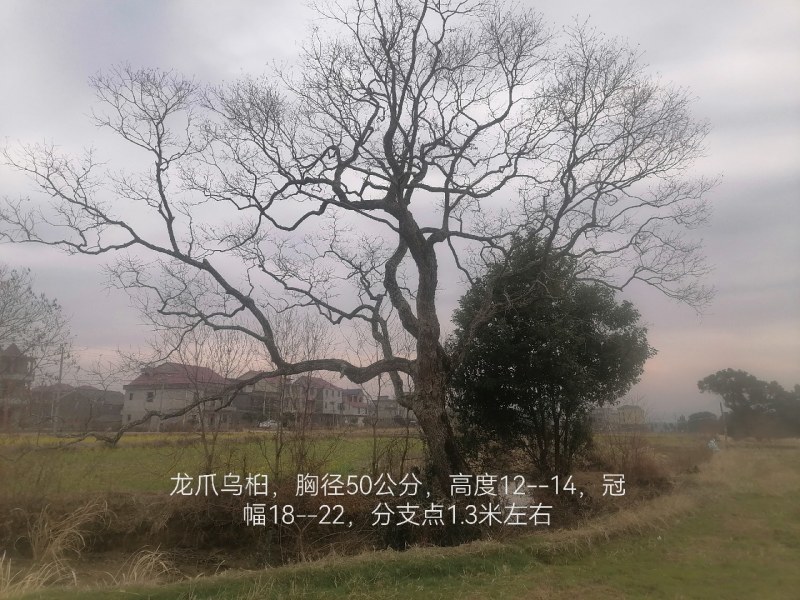 10--80公分异型，龙爪，丛生乌桕等