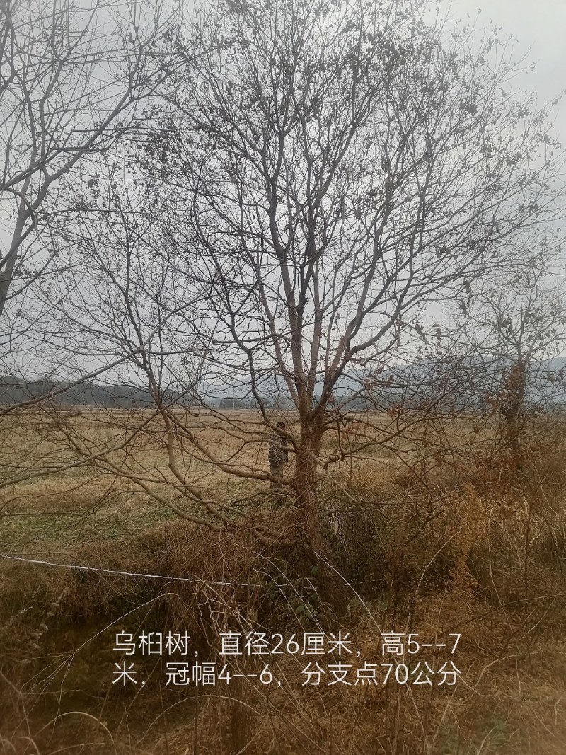 10--80公分异型，龙爪，丛生乌桕等