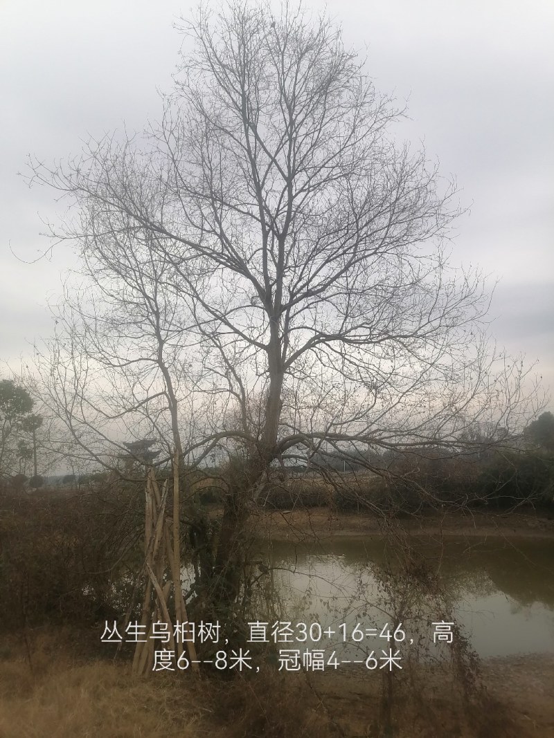 10--80公分异型，龙爪，丛生乌桕等
