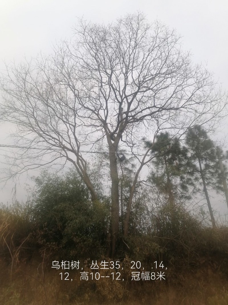 10--80公分异型，龙爪，丛生乌桕等