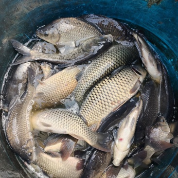黄金鲫