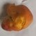 鸡宝