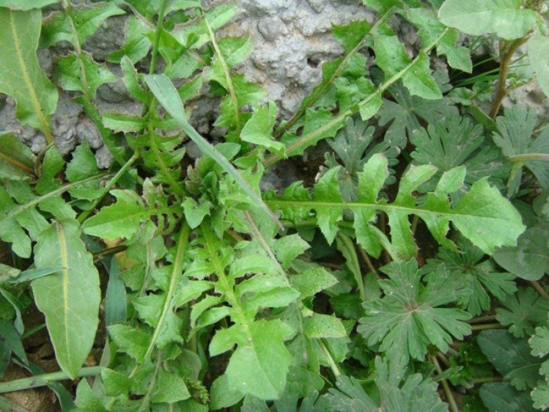 荠菜