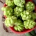 新鲜榨菜