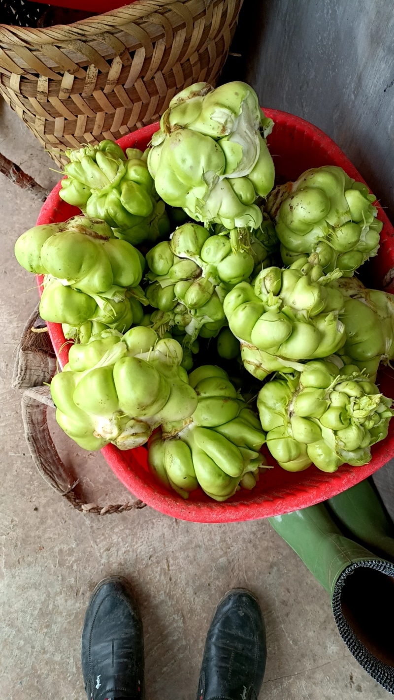 新鲜榨菜