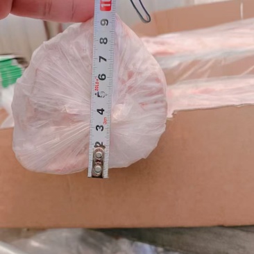 鲜分龙骨，7到9，10到13，15以上规格，箱装10公斤