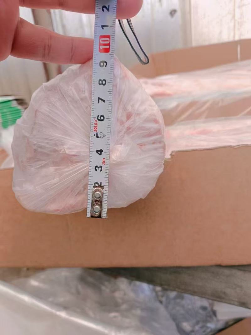 鲜分龙骨，7到9，10到13，15以上规格，箱装10公斤