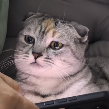 苏格兰折耳猫