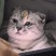 苏格兰折耳猫