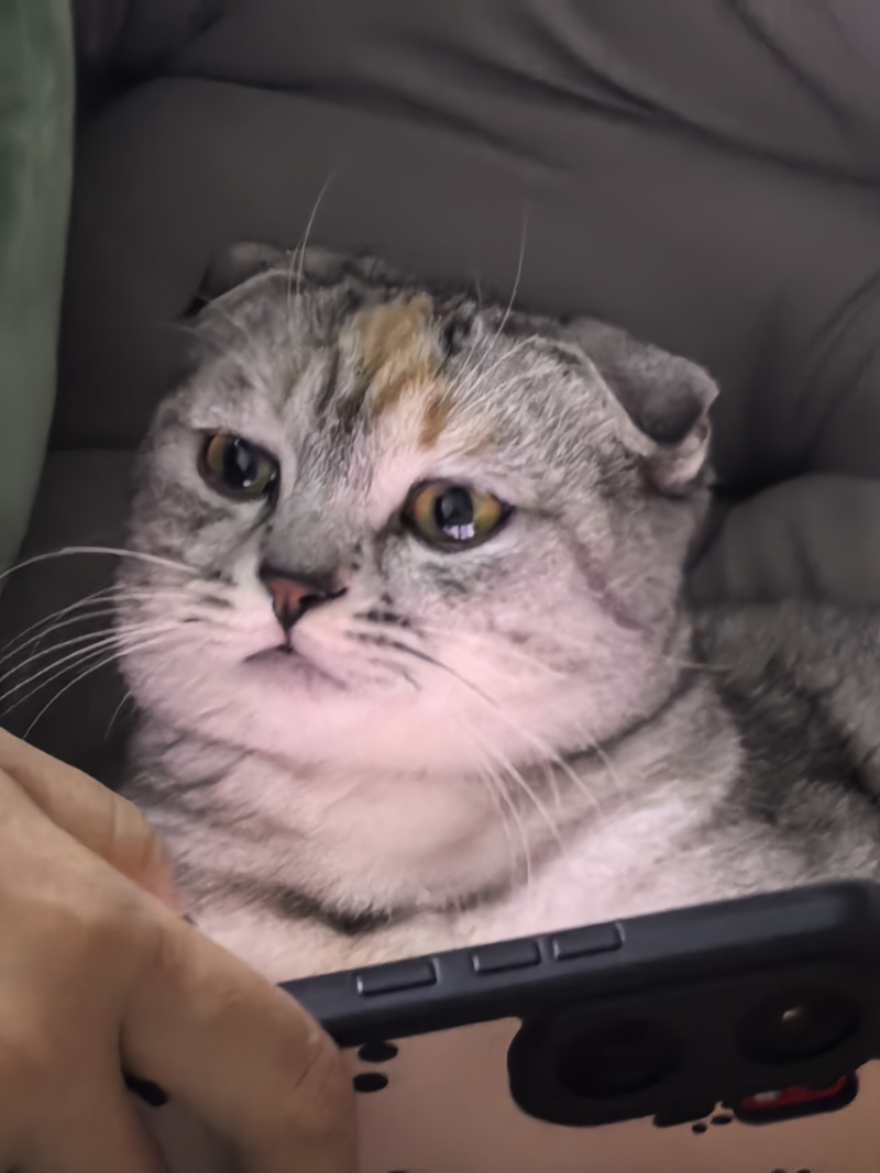 苏格兰折耳猫