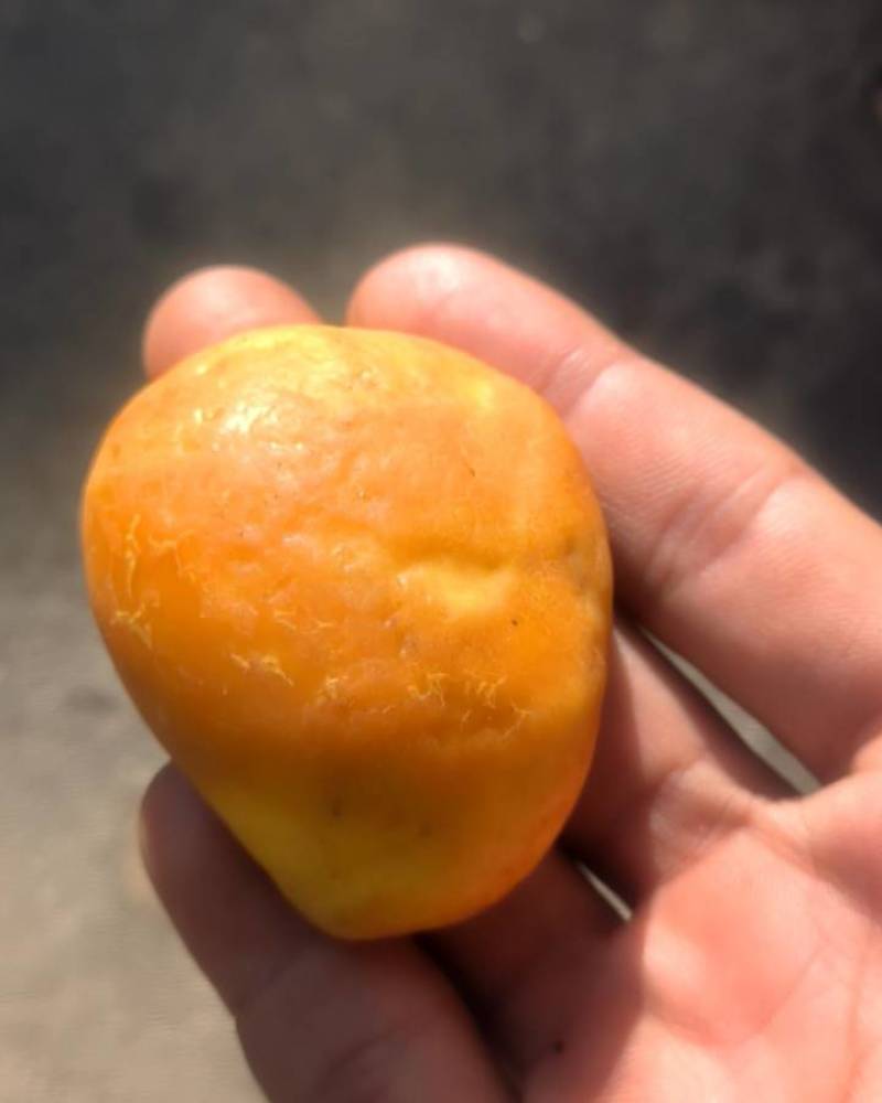 鸡宝