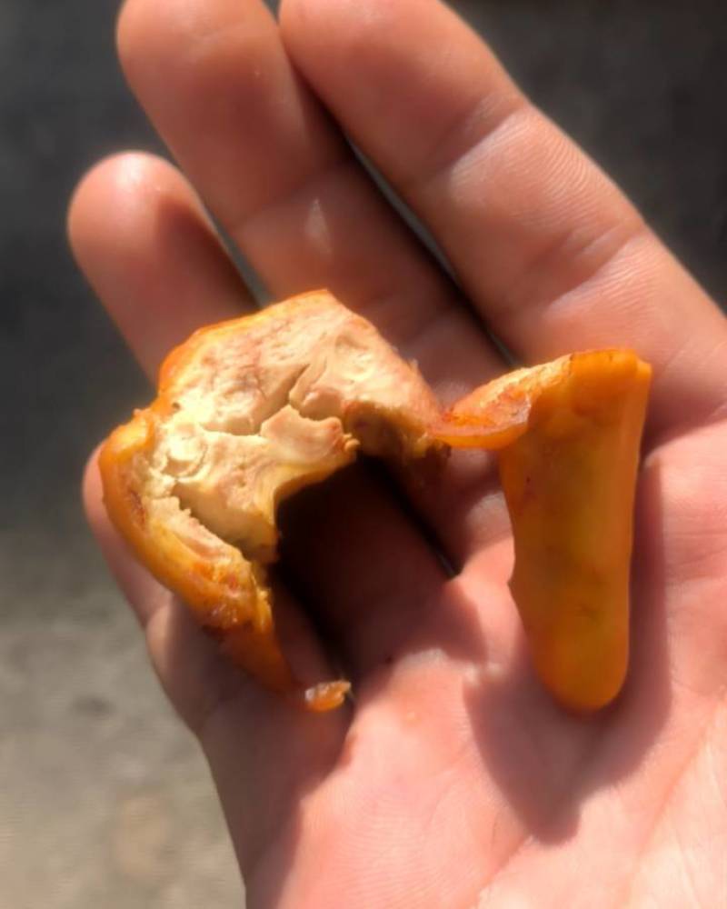 鸡宝