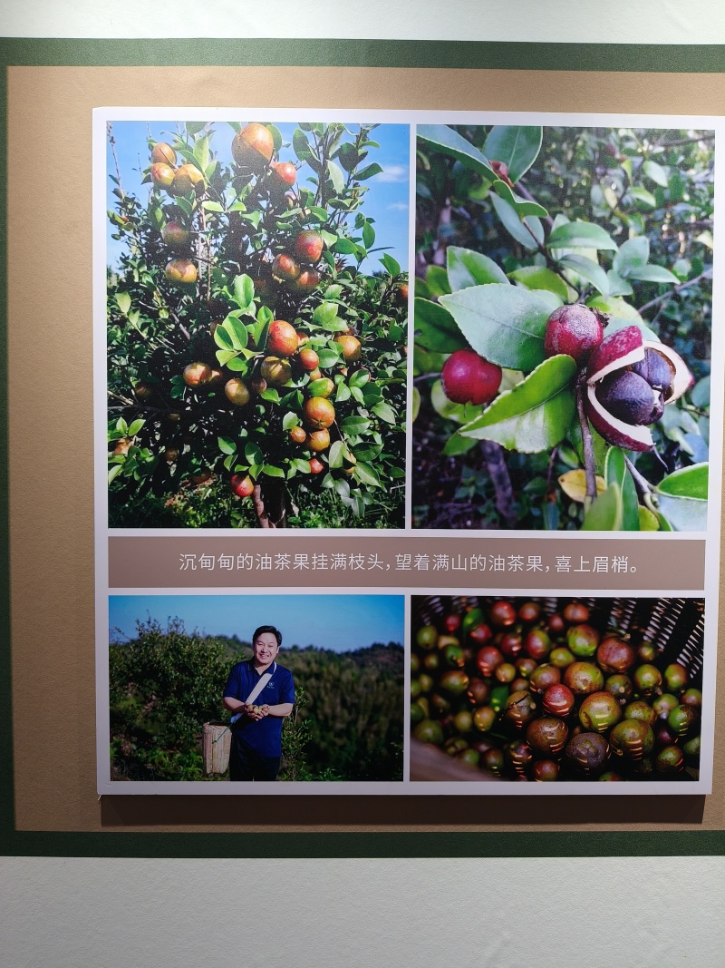正宗山茶油、省级龙头企业，SC认证，质量可靠，厂家直供，
