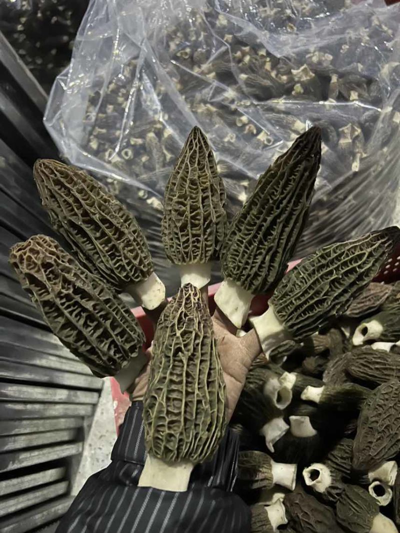 湄潭羊肚菌