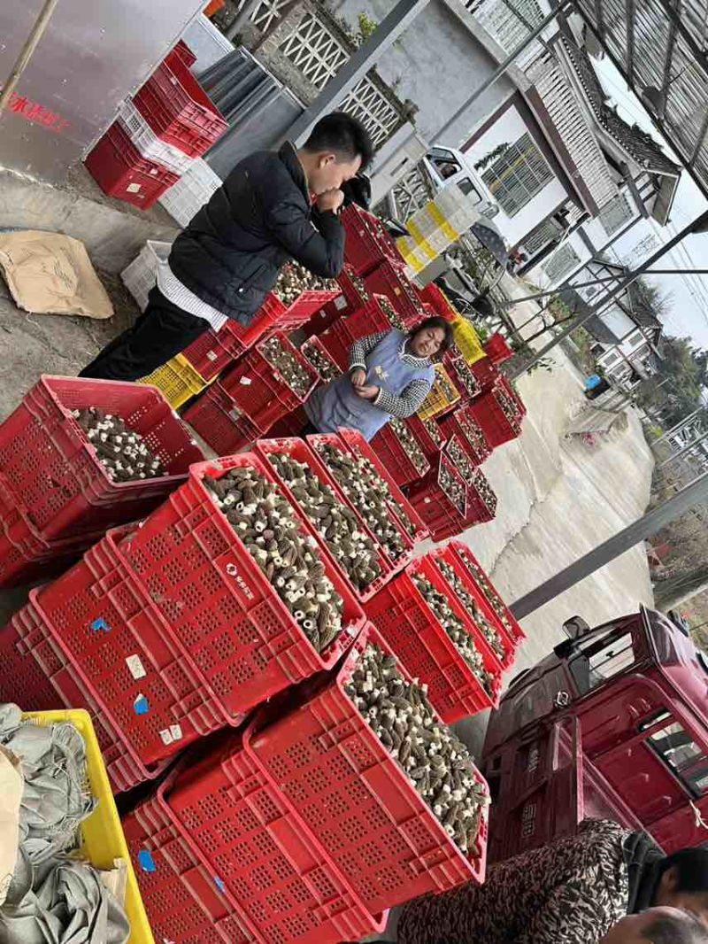 湄潭羊肚菌