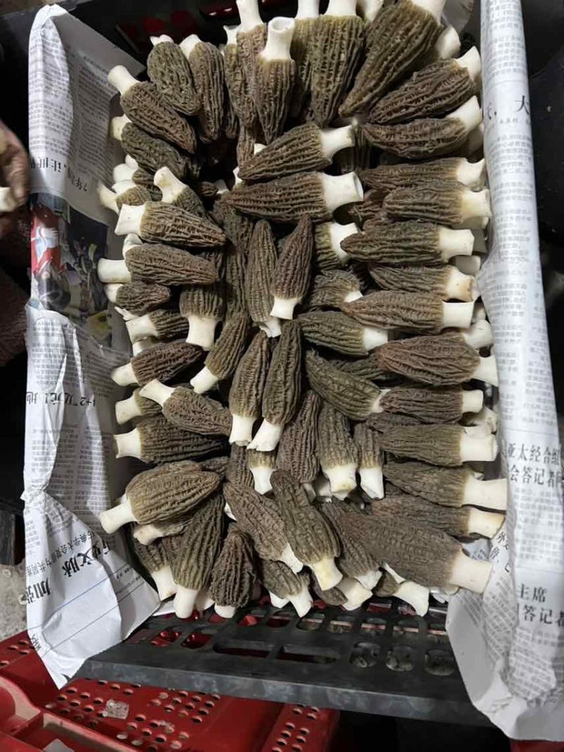 湄潭羊肚菌