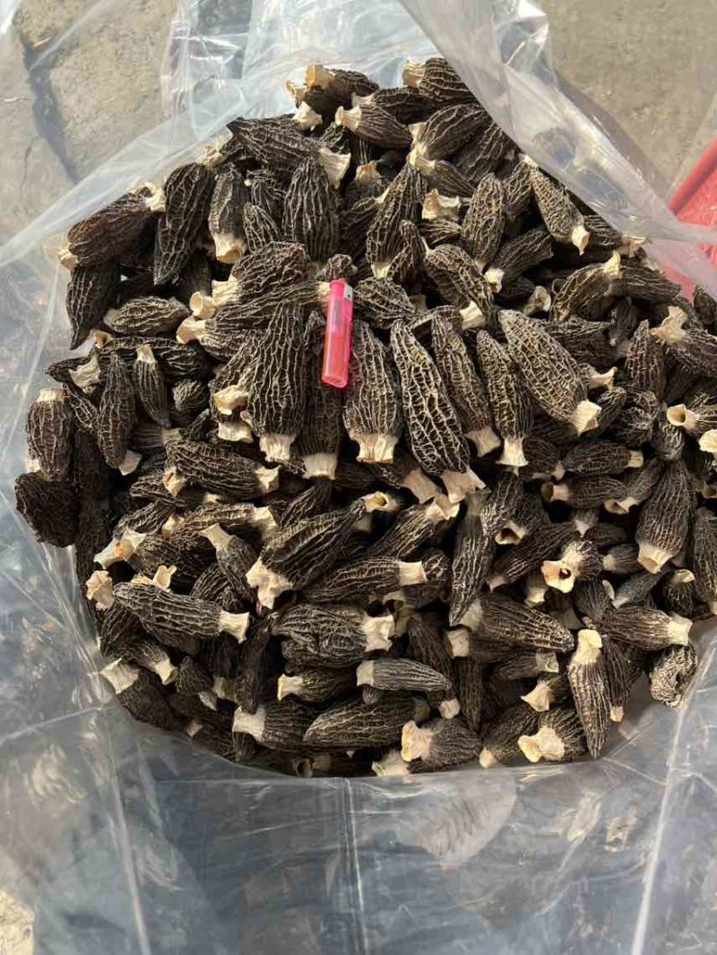 湄潭羊肚菌