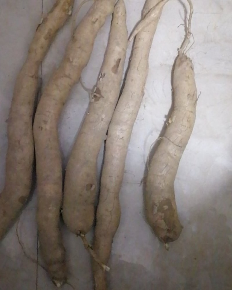 面包木薯