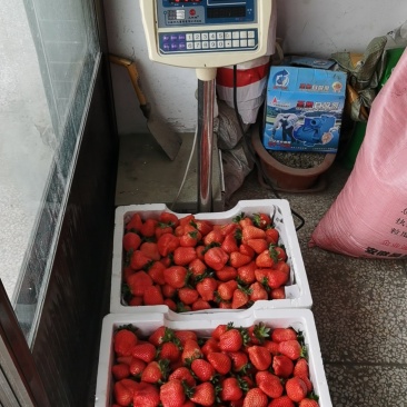 蔬菜瓜果禽蛋
