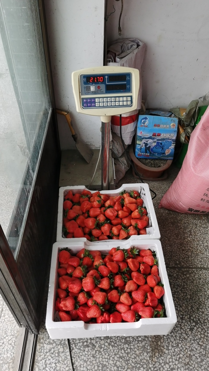 蔬菜瓜果禽蛋