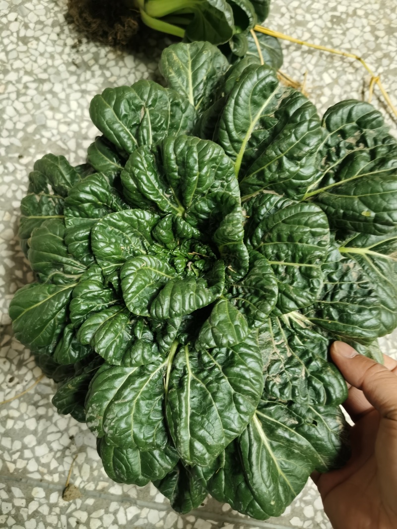 蔬菜瓜果禽蛋
