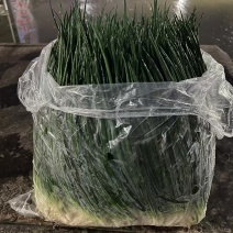 精品小葱