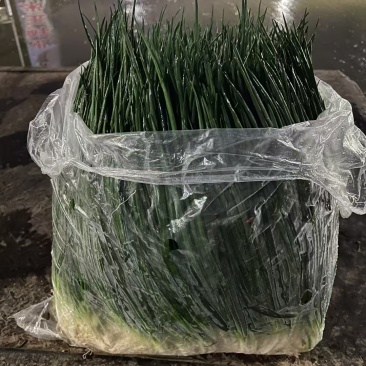 精品小葱