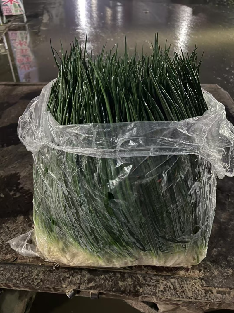 精品小葱