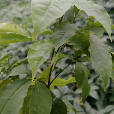 三丫苦种苗，优质种苗大量供应，公司苗圃，有资质，种苗安全可靠