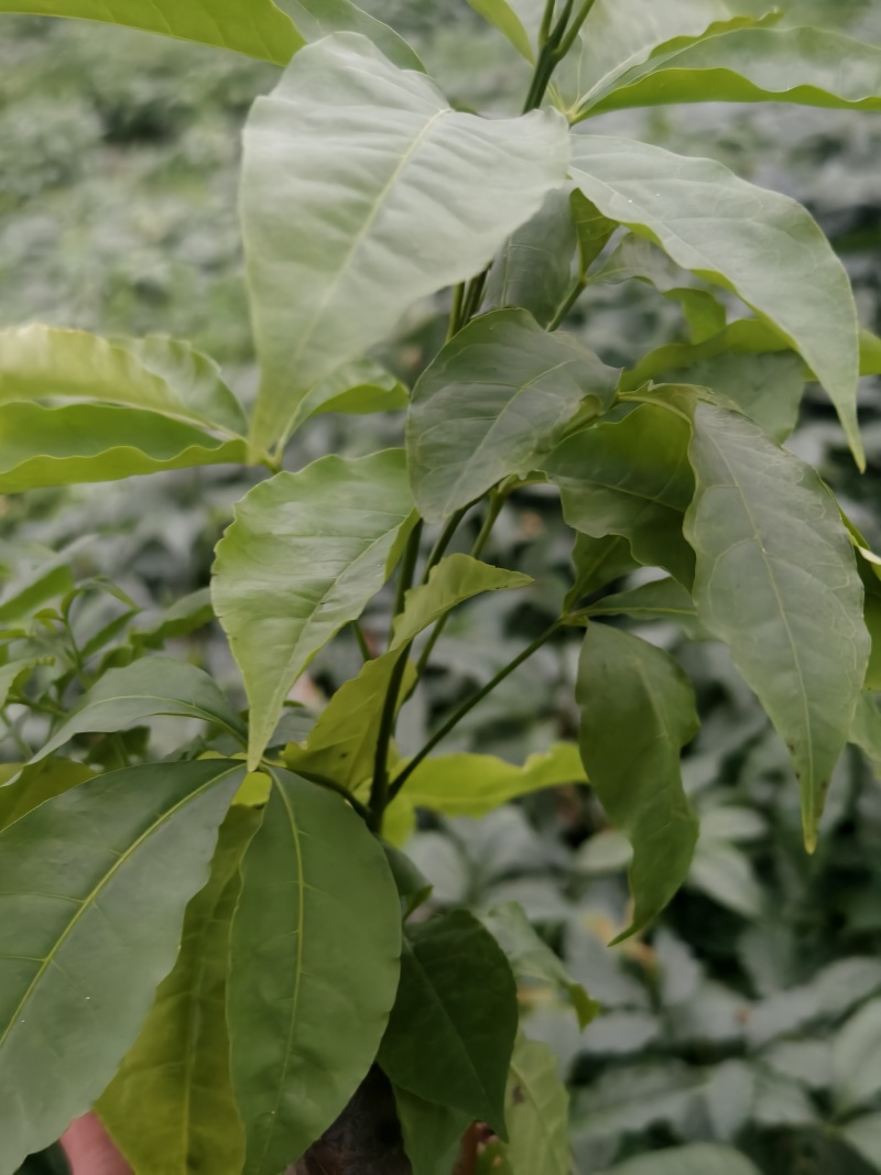 三丫苦种苗，优质种苗大量供应，公司苗圃，有资质，种苗安全可靠