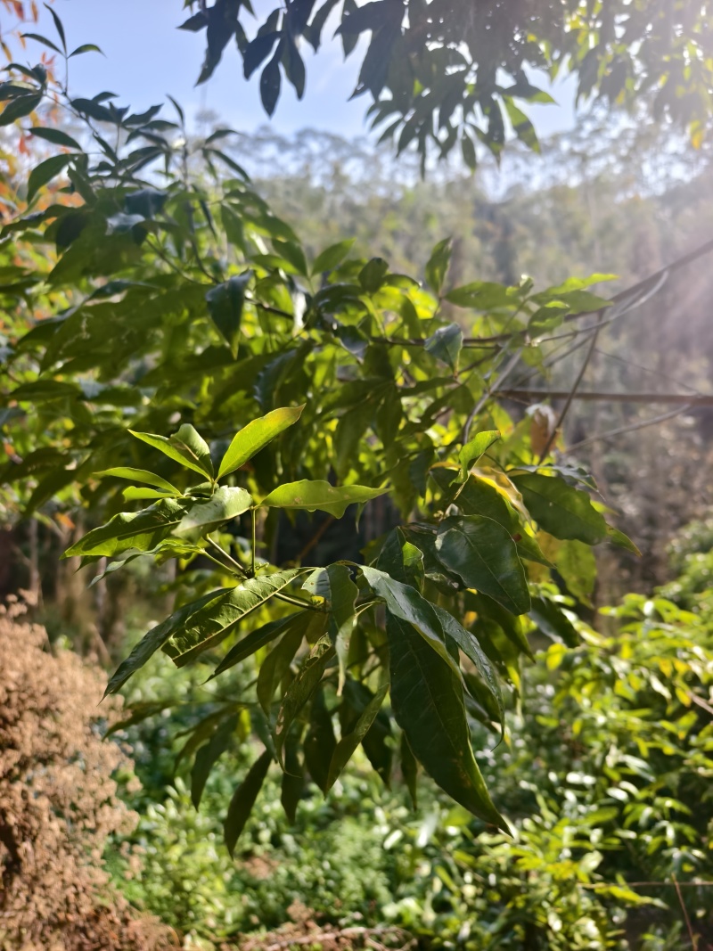 三丫苦种苗，优质种苗大量供应，公司苗圃，有资质，种苗安全可靠
