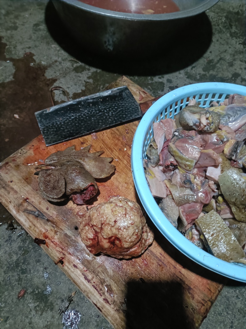 鸡宝