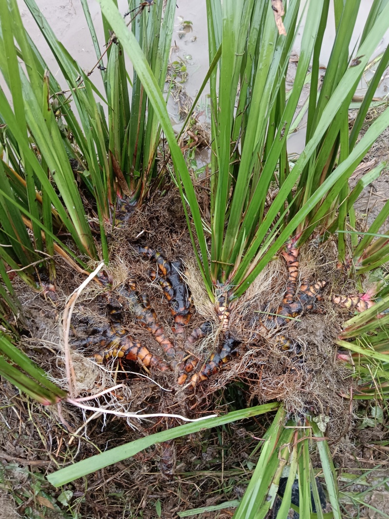 石菖蒲种苗