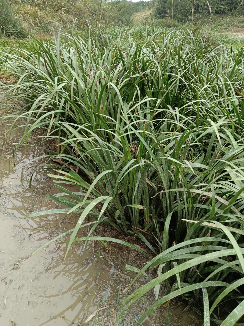 石菖蒲种苗