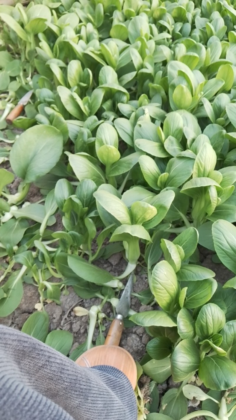 青菜苔