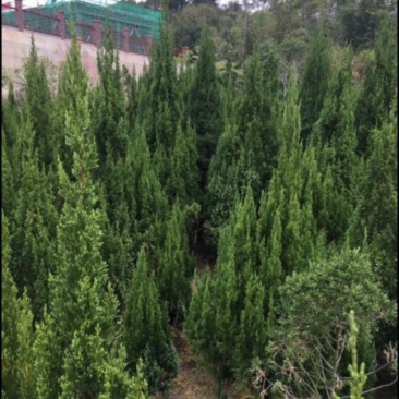 柏树