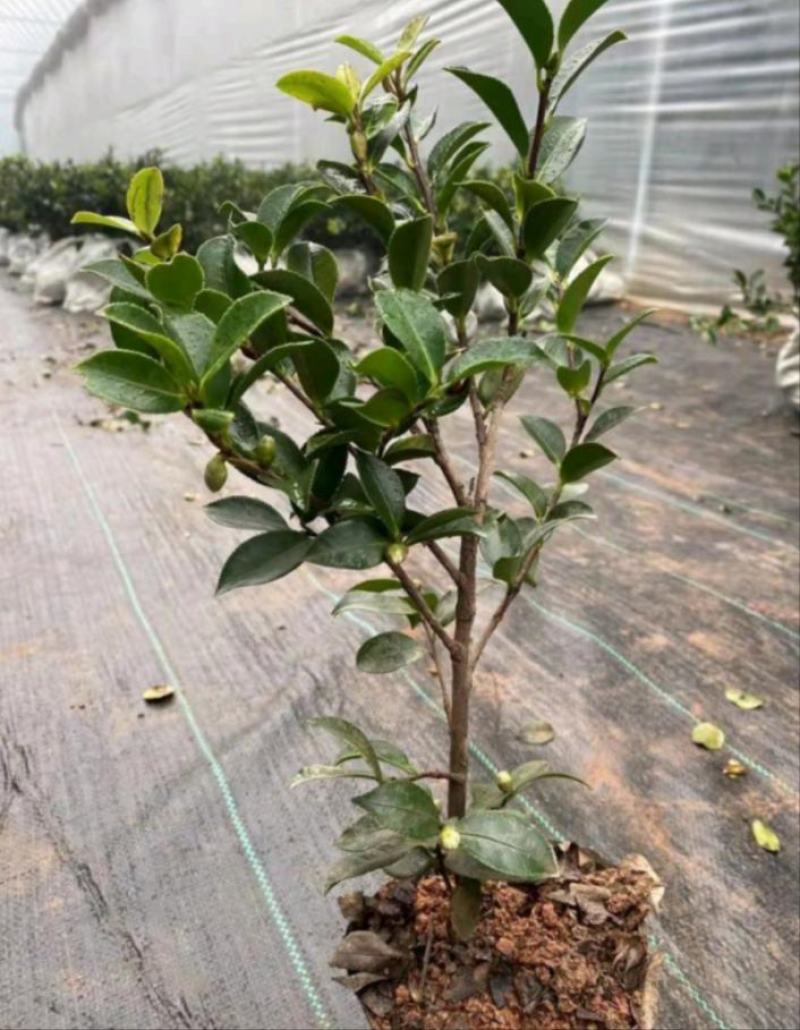 茶梅
