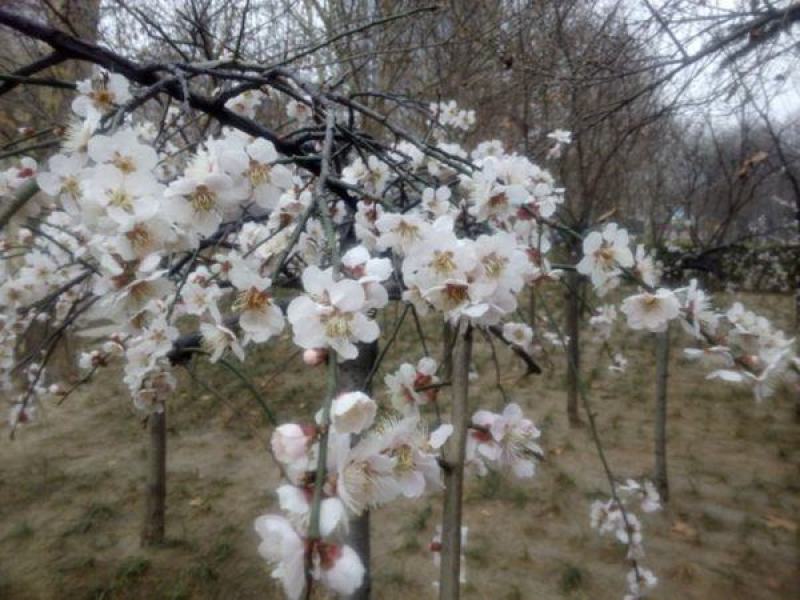 垂梅花
