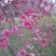 垂梅花