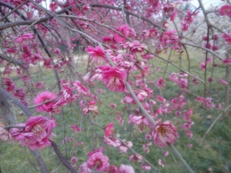 垂梅花