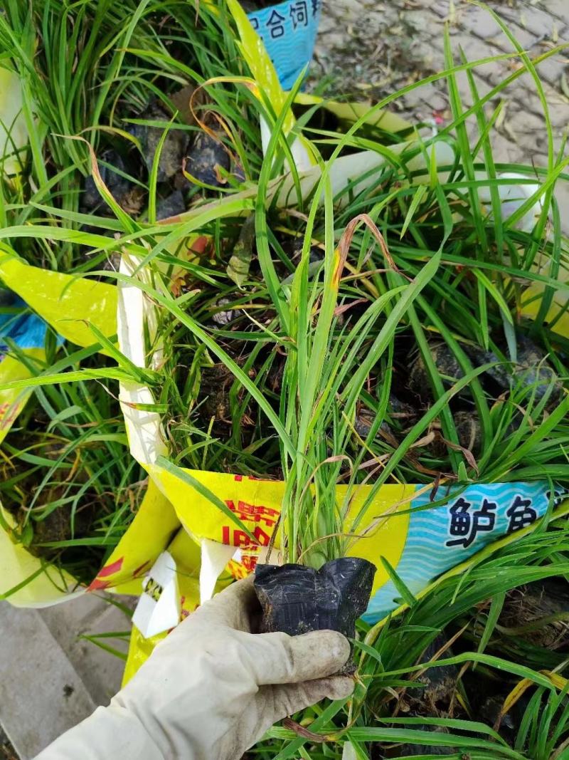 大花宣草